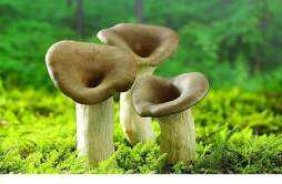尿酸高蘑菇可以吃吗 尿酸高的人蘑菇能吃吗