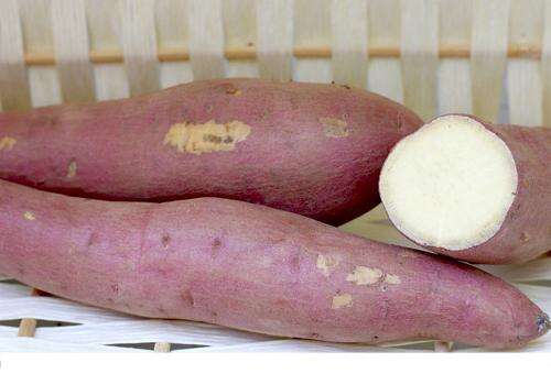 红薯和冬枣可以同吃吗 红薯和冬枣一起会怎么样