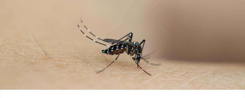 氢氧化钠可以杀死蚊虫卵吗 氢氧化钠可以用来消毒吗