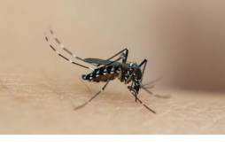 氢氧化钠可以杀死蚊虫卵吗 氢氧化钠可以用来消毒吗