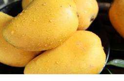 每天吃芒果人会发黄吗 女性芒果吃多了会怎样