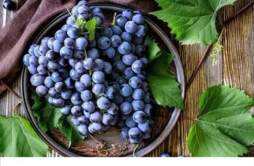经常吃葡萄有什么好处 葡萄的适用人群与禁忌人群