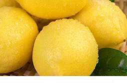 柠檬枸杞可以一起泡吗 柠檬枸杞一起有什么功效