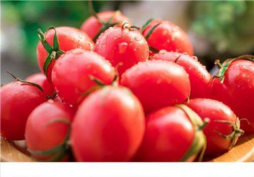 番茄含草酸吗 草酸含量高的食物有哪些