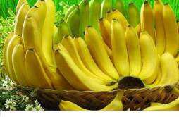 香蕉和芭蕉的区别 香蕉和芭蕉的区别吃芭蕉大便多