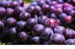 葡萄跟什么不能同食 吃葡萄要不要吃葡萄皮