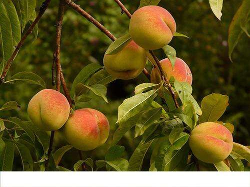 尿毒症可以吃黄桃吗 黄桃含钾高吗