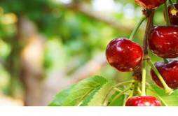 樱桃一天可以吃多少 樱桃一天吃了40个会中毒吗