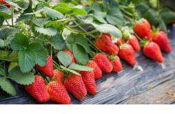 草莓吃多了会胖吗 减肥期间吃几颗草莓合适