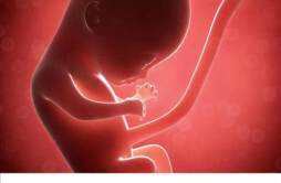 胎儿拉屎和尿吗 重口味，原来胎儿喝自己的尿尿