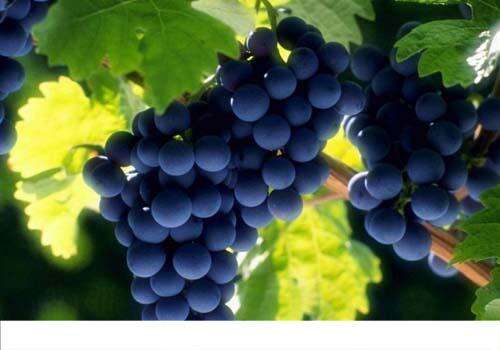 无籽葡萄是转基因吗 无葡萄籽的葡萄是转基因吗