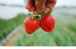 吃草莓容易过敏吗 吃草莓容易过敏吗为什么