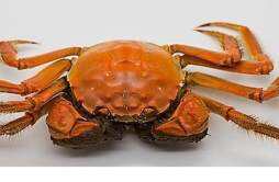 吃螃蟹能可以吃葡萄吗 螃蟹和葡萄一起吃怎么办