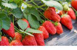草莓吃多了会拉肚子吗 草莓和什么一起吃拉肚子