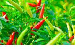 辣椒对身体有什么好处 辣椒能排体内湿气吗