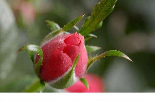玫瑰花，给你的不只是浪漫