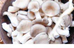 炸蘑菇用不用焯水 炸蘑菇用什么蘑菇