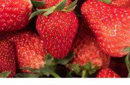 草莓热性还是寒性水果 草莓寒性体质可以吃吗