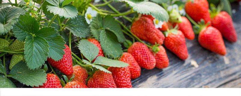 草莓吃了会不会上火 草莓有什么营养价值