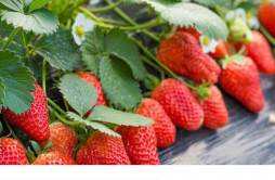 草莓吃了会不会上火 草莓有什么营养价值