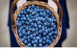 蓝莓和草莓能一起吃吗 蓝莓和什么不能一起吃