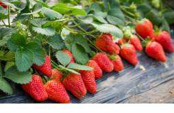 草莓一次吃多少最好 草莓一天吃多少比较好