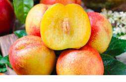 油桃和李子有什么区别 油桃和李子可以一起吃吗