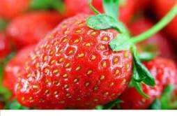 草莓有抗癌的作用吗 草莓每天吃几个能有抗癌作用