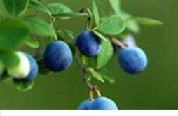 吃蓝莓会中毒吗 吃蓝莓中毒是怎么回事