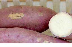 红薯和紫薯的区别 红薯和紫薯哪个热量高