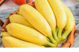 多吃香蕉能治便秘吗 减肥期间吃香蕉会胖吗