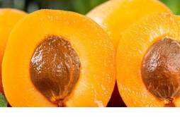 杏一天吃几个合适 杏子吃多了会上火吗
