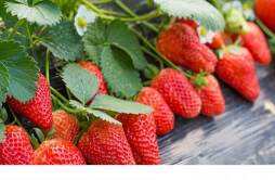 用草莓能种出草莓吗 每天吃草莓的最佳时间