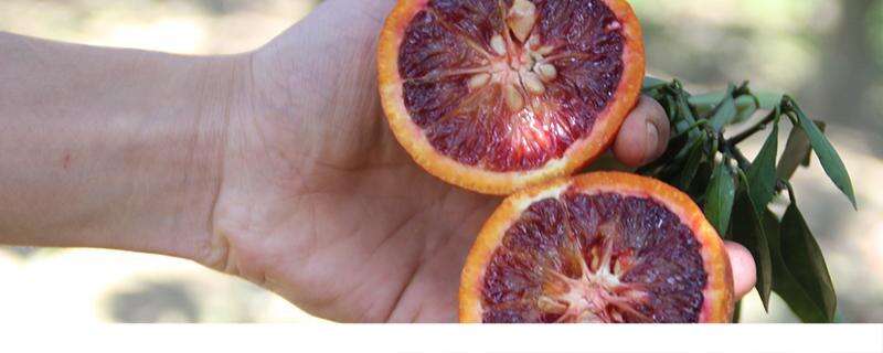 血橙怎么吃 血橙发苦是不是坏了