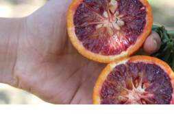 血橙怎么吃 血橙发苦是不是坏了