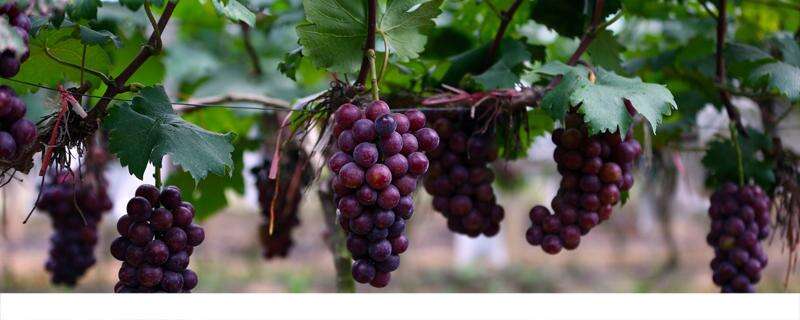 葡萄不能和什么水果一起吃 葡萄不适合什么人吃