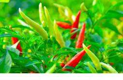 辣椒的功效与作用及营养价值 吃辣椒的好处