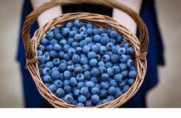 蓝莓面膜有什么功效 用蓝莓面膜有什么好处