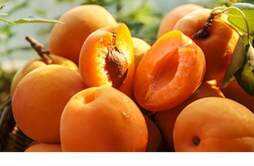 杏子是什么季节的水果 杏子能泡酒吗