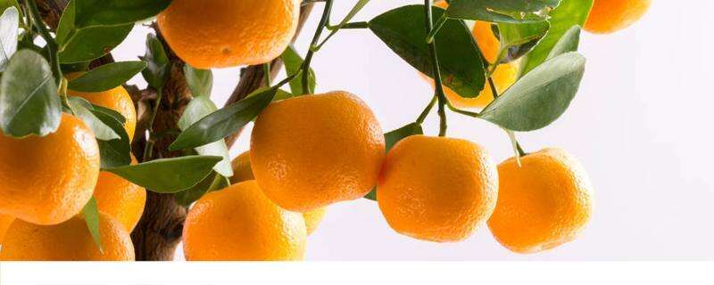 砂糖橘怎么保存不会烂 砂糖橘可以保存多久