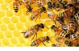 蜂蜜和龙眼可以同吃吗 蜂蜜不可以和什么同食