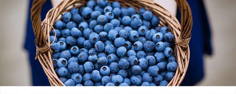 蓝莓吃多了会怎样 蓝莓吃多了怎么办