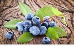 蓝莓的营养价值 冰冻蓝莓的营养价值