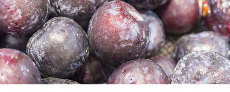 黑布林水果的功效与作用 黑布林水果的食用方式和注意事项