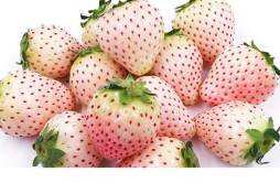 菠萝莓是什么颜色的 草莓有巧克力味的吗