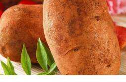 红土豆是转基因的吗 红土豆和正常土豆的区别