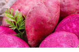 紫薯减肥能吃吗 紫薯和红薯哪个更减肥