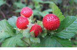 蛇莓有没有毒 蛇莓是野草莓吗