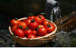 番茄的美容功效 番茄能美容养颜吗