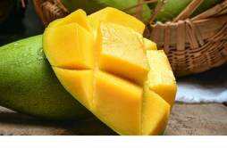 吃芒果可以减肥吗 为什么都说芒果热量高